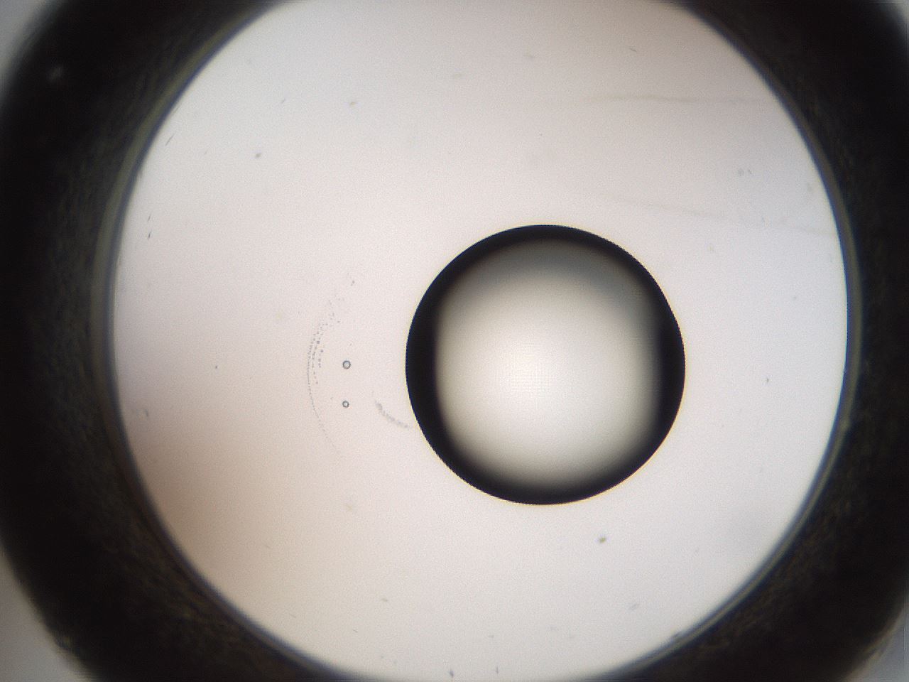folderID248_plateID2248_batchID10283_wellNum32_profileID1_d2_r155898_ef.jpg