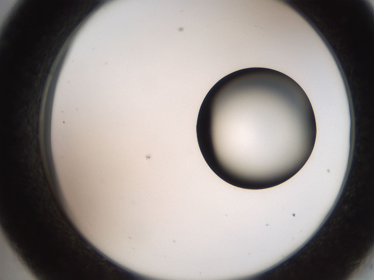 folderID248_plateID2248_batchID10283_wellNum33_profileID1_d2_r155900_ef.jpg