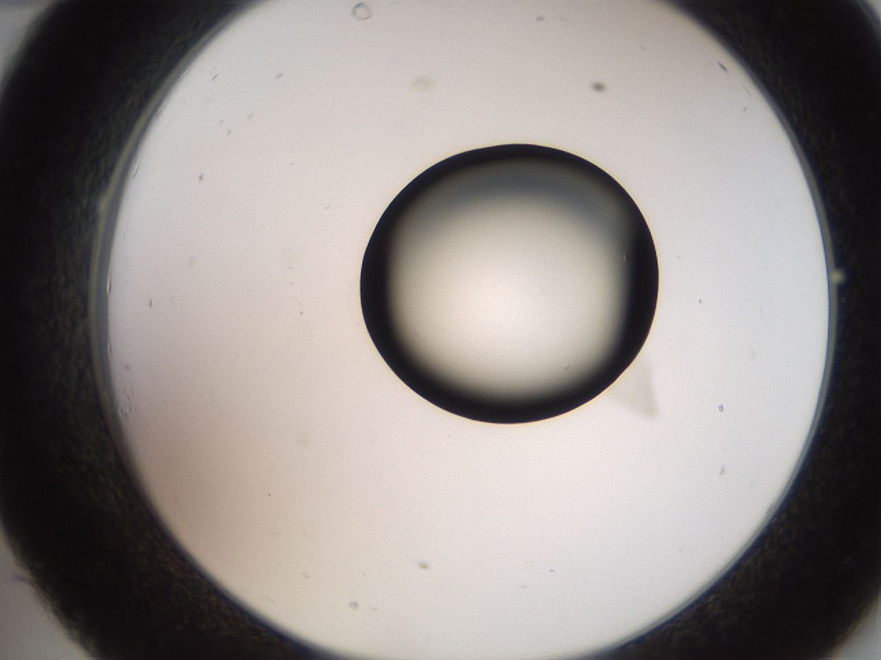 folderID248_plateID2248_batchID10283_wellNum34_profileID1_d2_r155902_ef.jpg
