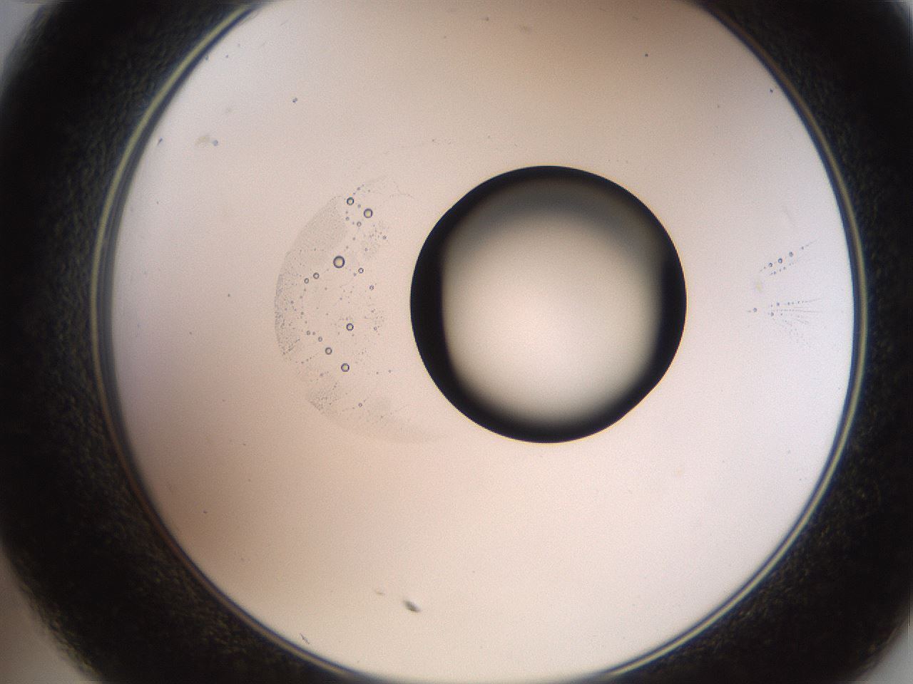 folderID248_plateID2248_batchID10283_wellNum35_profileID1_d2_r155904_ef.jpg