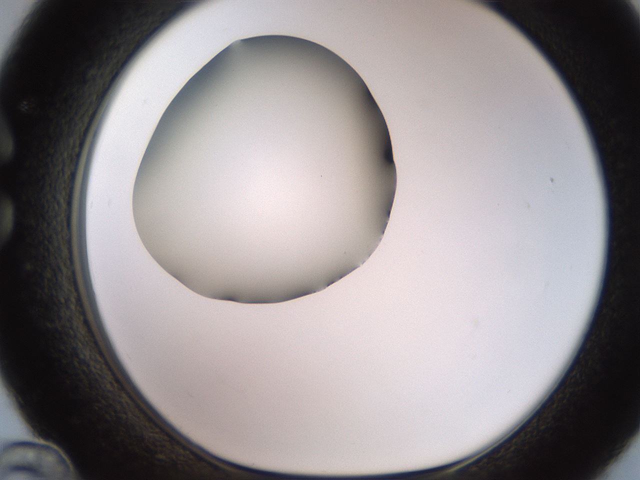 folderID248_plateID2248_batchID10283_wellNum36_profileID1_d1_r155905_ef.jpg