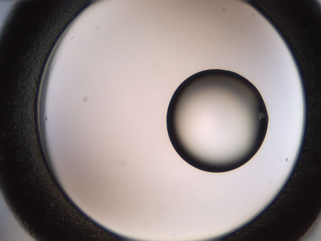 folderID248_plateID2248_batchID10283_wellNum36_profileID1_d2_r155906_ef.jpg