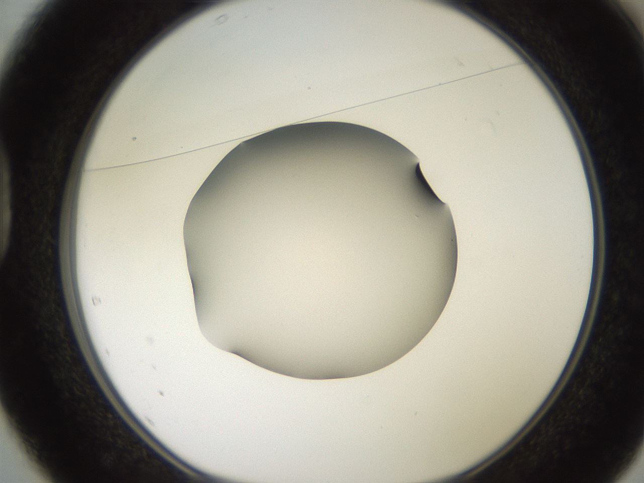 folderID248_plateID2248_batchID10283_wellNum37_profileID1_d1_r155907_ef.jpg