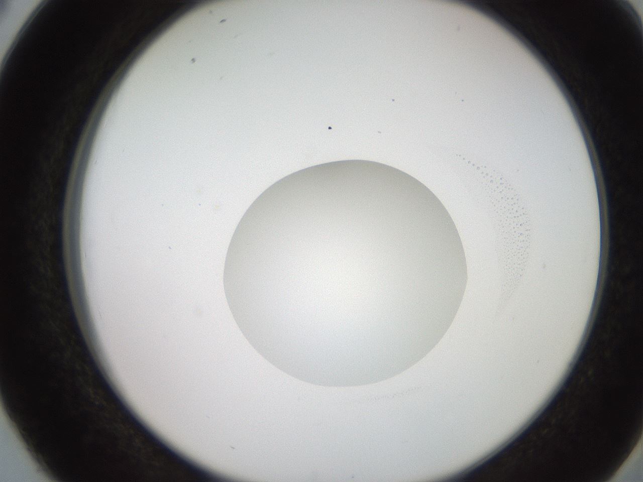 folderID248_plateID2248_batchID10283_wellNum38_profileID1_d2_r155910_ef.jpg