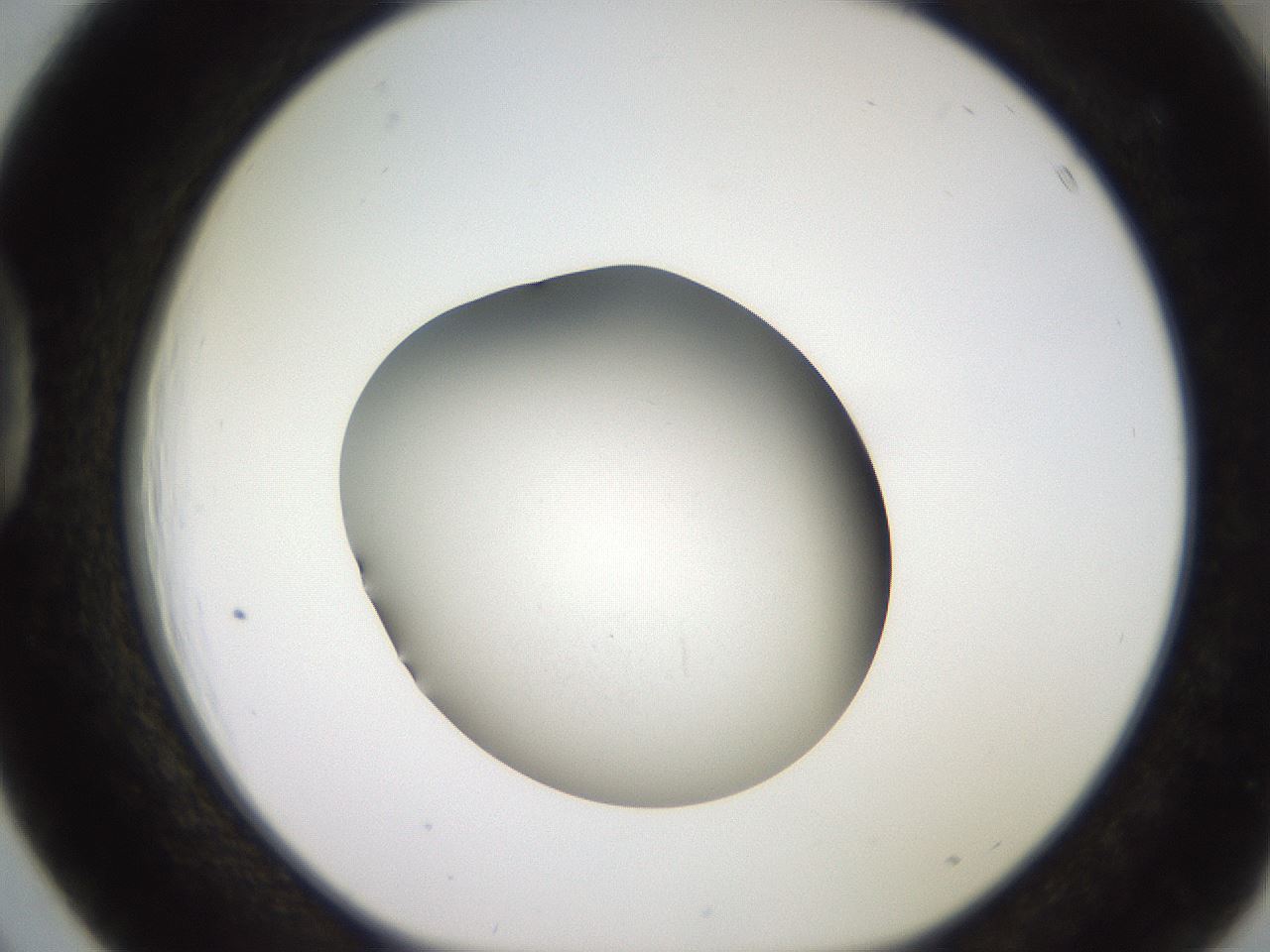 folderID248_plateID2248_batchID10283_wellNum39_profileID1_d1_r155911_ef.jpg