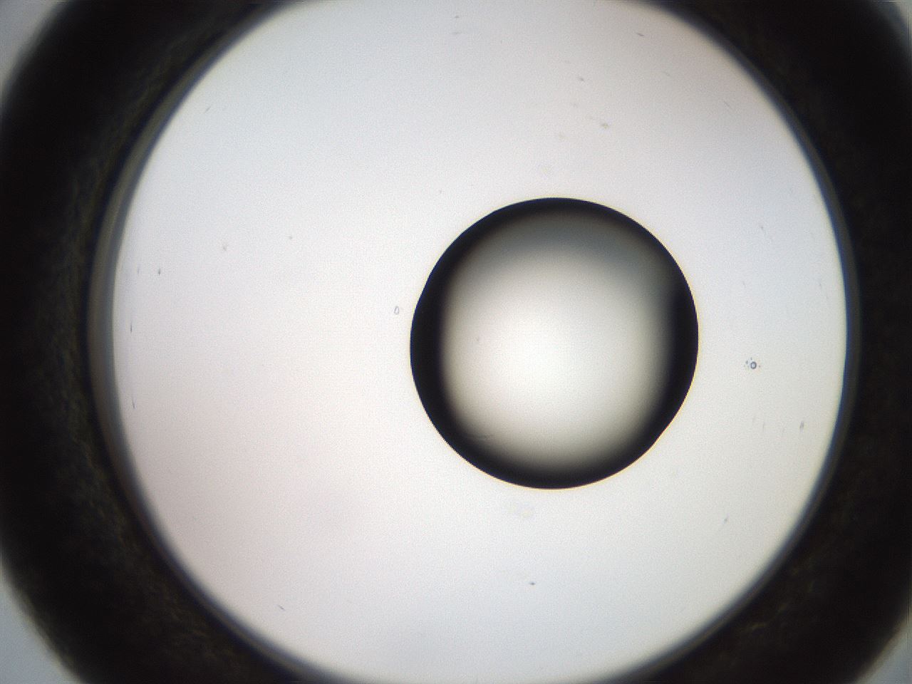 folderID248_plateID2248_batchID10283_wellNum39_profileID1_d2_r155912_ef.jpg