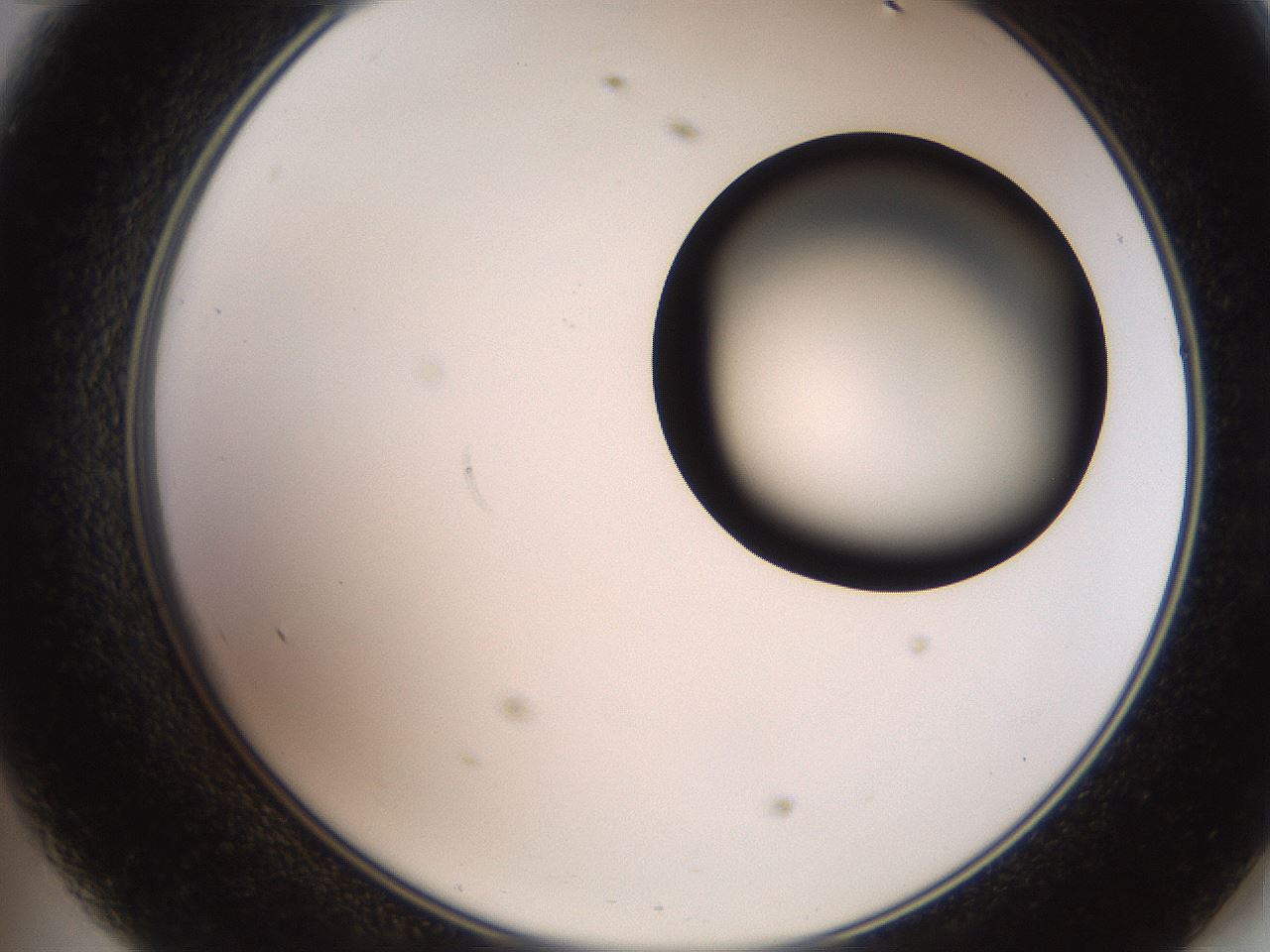 folderID248_plateID2248_batchID10283_wellNum47_profileID1_d2_r155928_ef.jpg