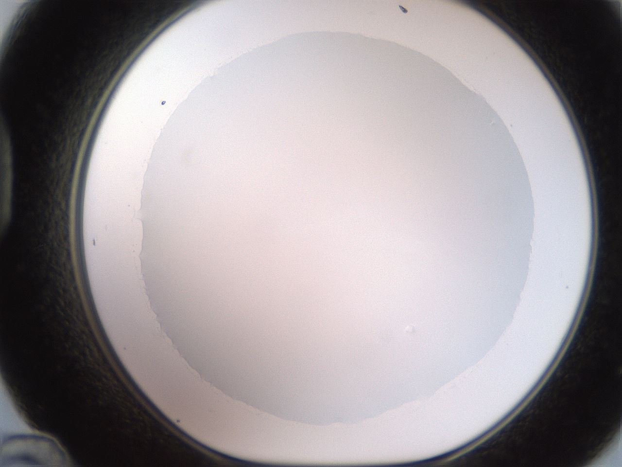 folderID248_plateID2248_batchID10283_wellNum48_profileID1_d1_r155929_ef.jpg
