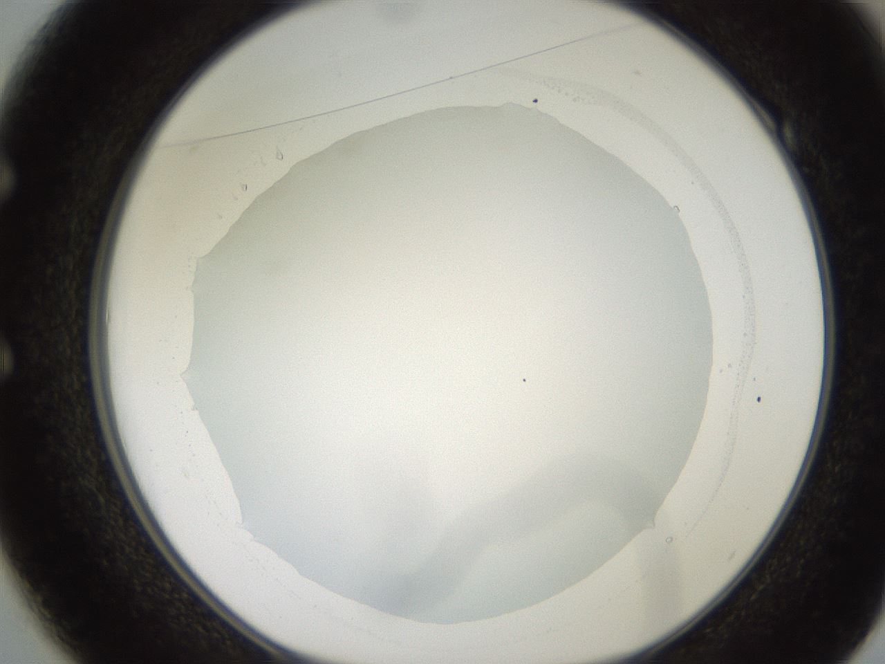 folderID248_plateID2248_batchID10283_wellNum49_profileID1_d1_r155931_ef.jpg