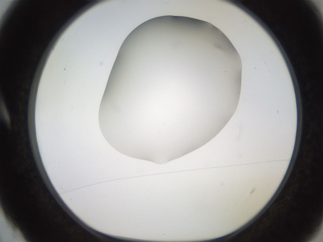 folderID248_plateID2248_batchID10283_wellNum4_profileID1_d1_r155841_ef.jpg