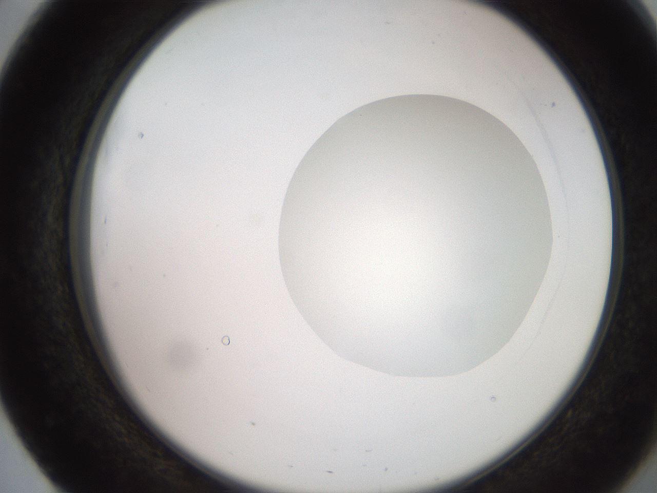 folderID248_plateID2248_batchID10283_wellNum51_profileID1_d2_r155936_ef.jpg