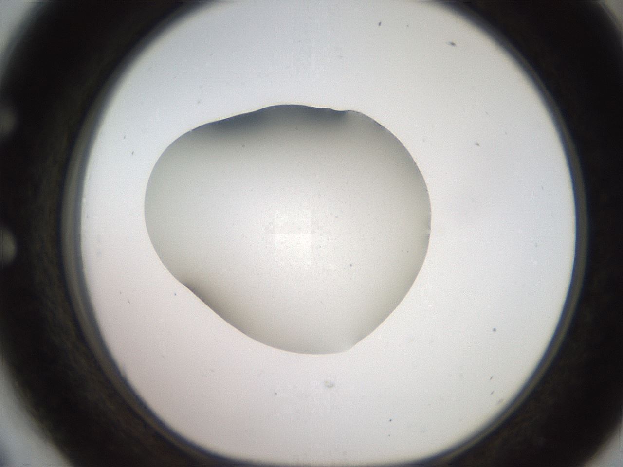 folderID248_plateID2248_batchID10283_wellNum54_profileID1_d1_r155941_ef.jpg