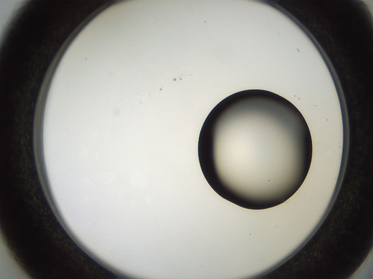 folderID248_plateID2248_batchID10283_wellNum37_profileID1_d2_r155908_ef.jpg