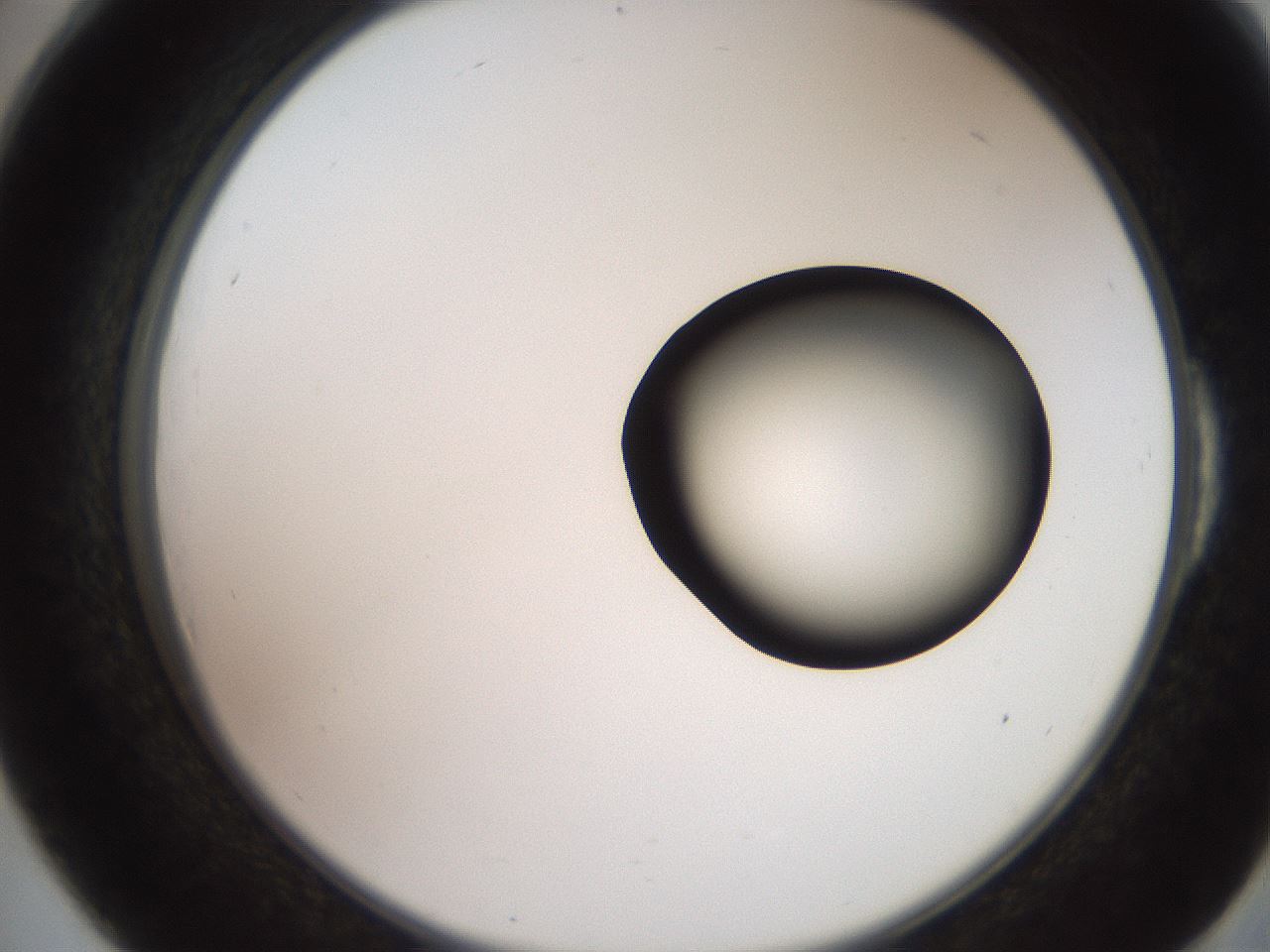 folderID248_plateID2248_batchID10283_wellNum54_profileID1_d2_r155942_ef.jpg