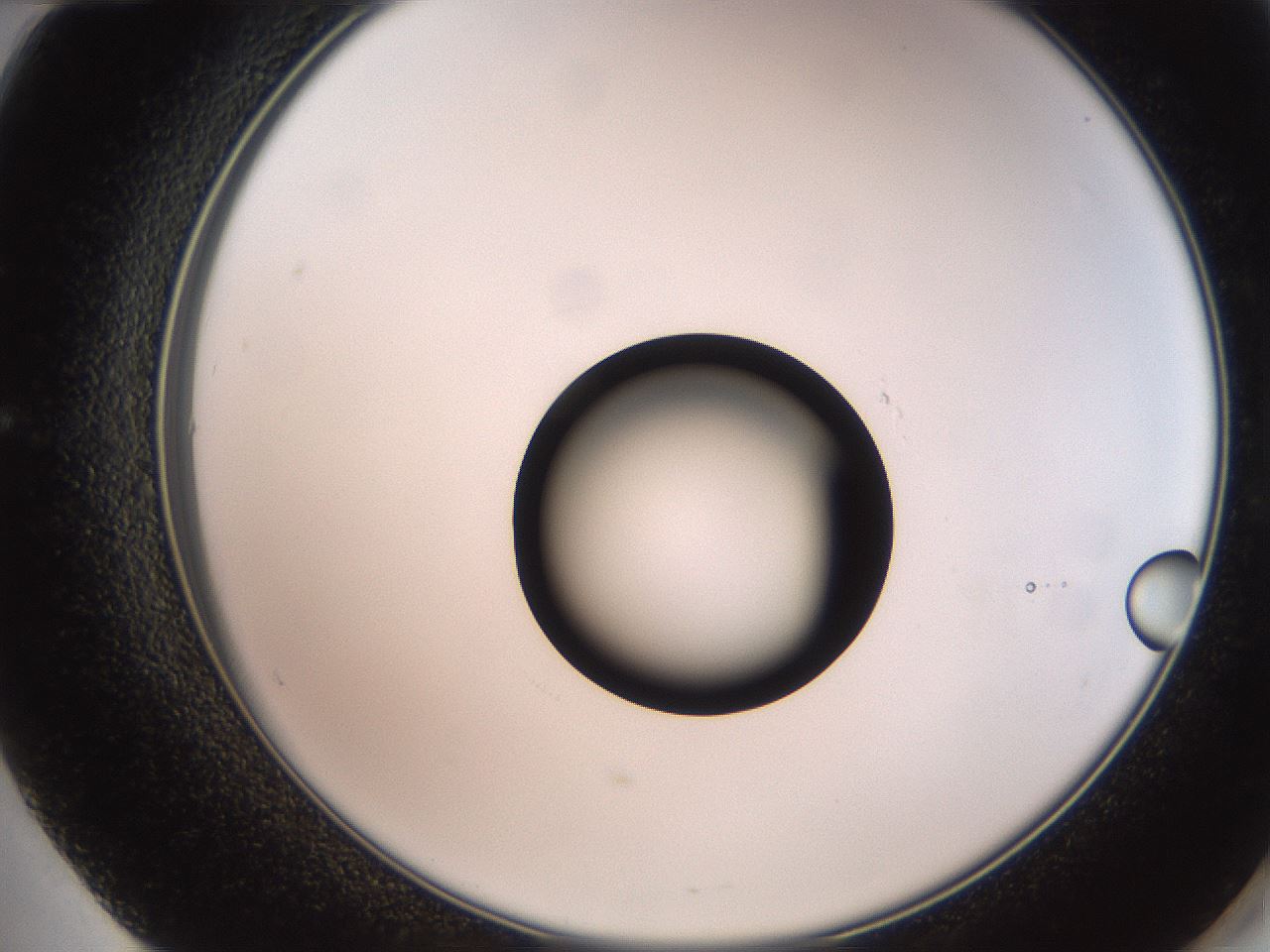 folderID248_plateID2248_batchID10283_wellNum60_profileID1_d2_r155954_ef.jpg