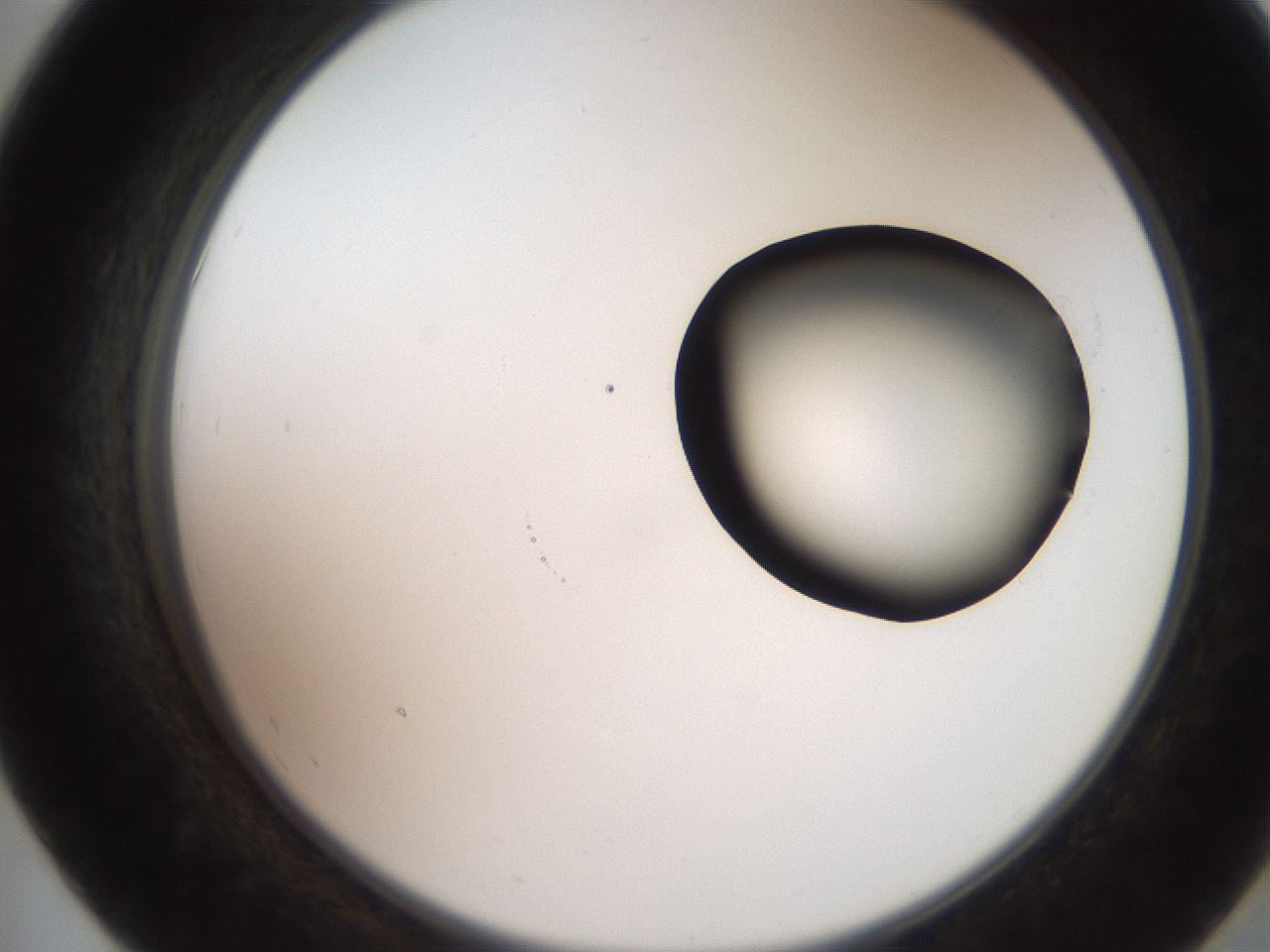 folderID248_plateID2248_batchID10283_wellNum55_profileID1_d2_r155944_ef.jpg