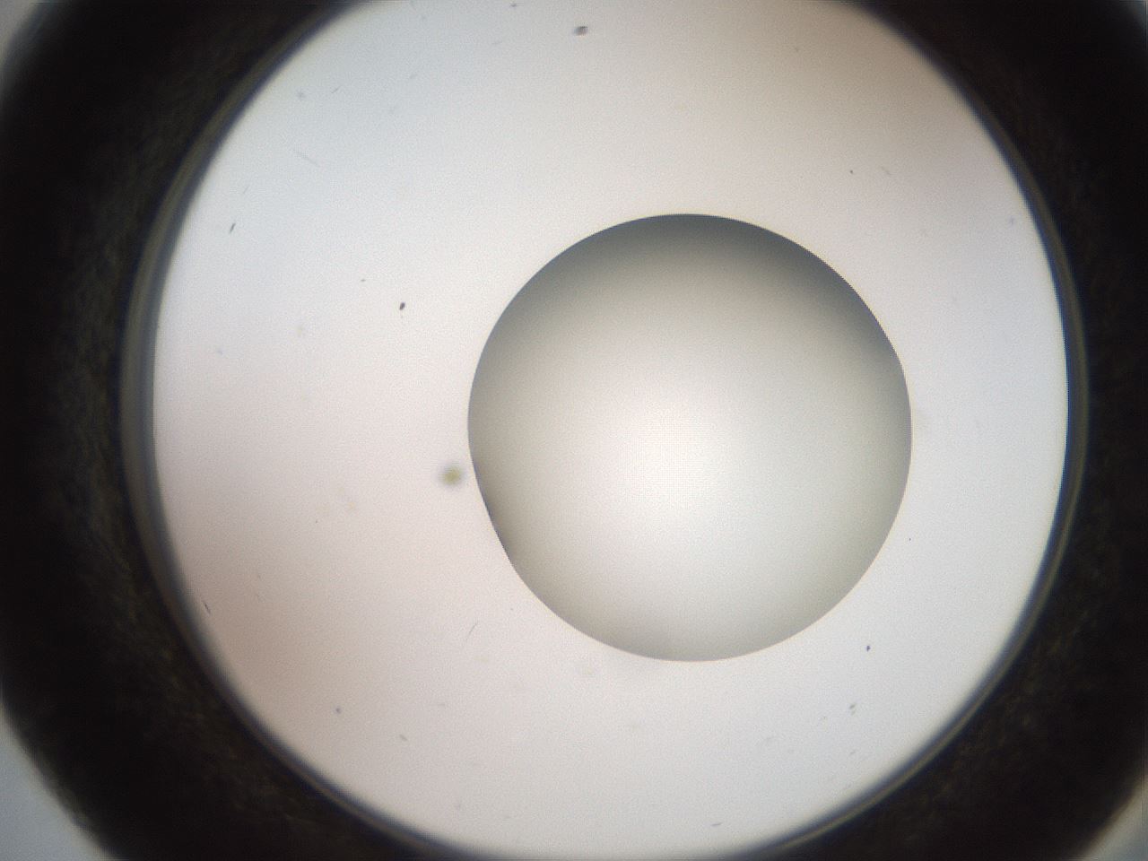 folderID248_plateID2248_batchID10283_wellNum56_profileID1_d2_r155946_ef.jpg