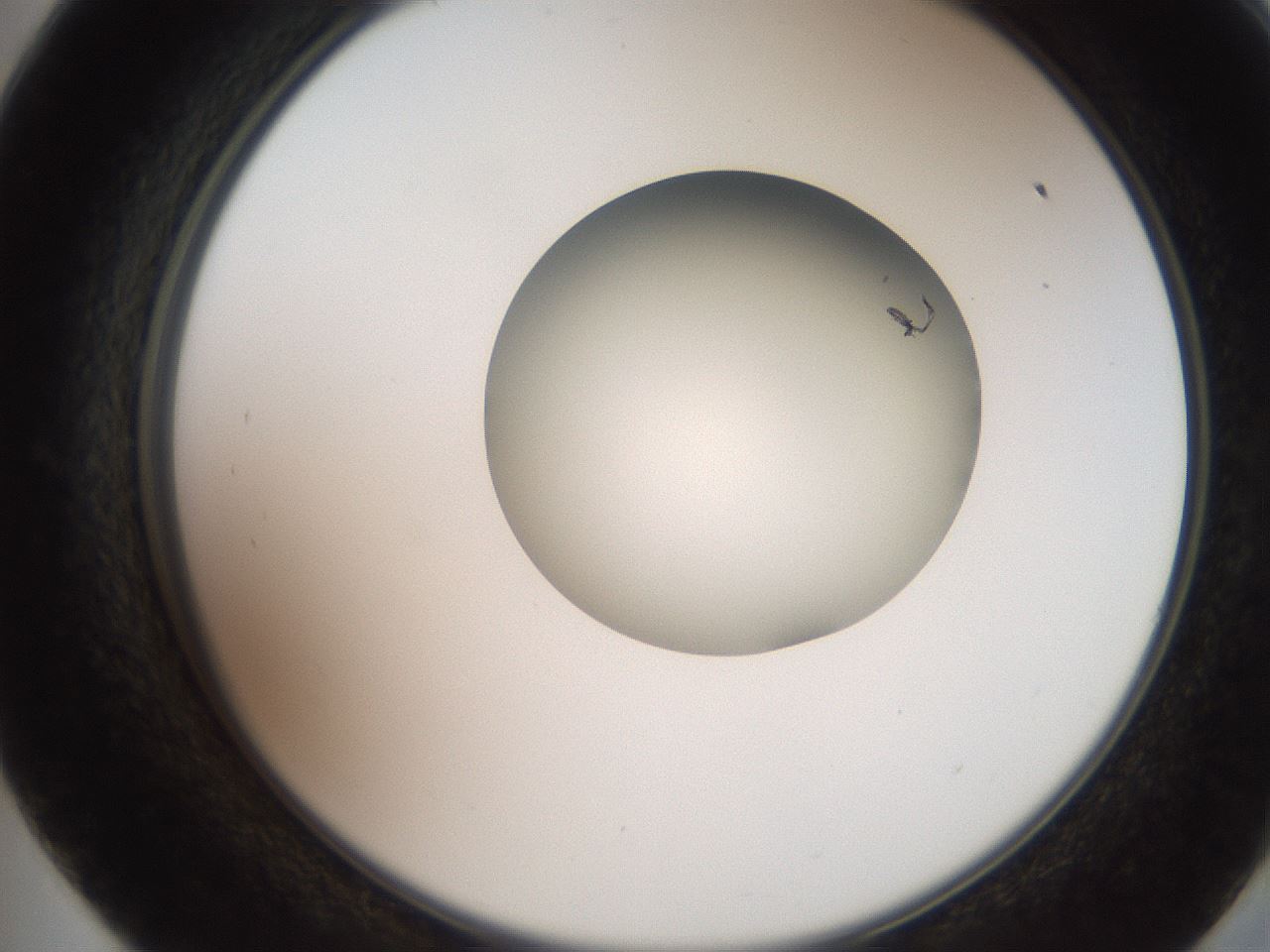 folderID248_plateID2248_batchID10283_wellNum57_profileID1_d2_r155948_ef.jpg