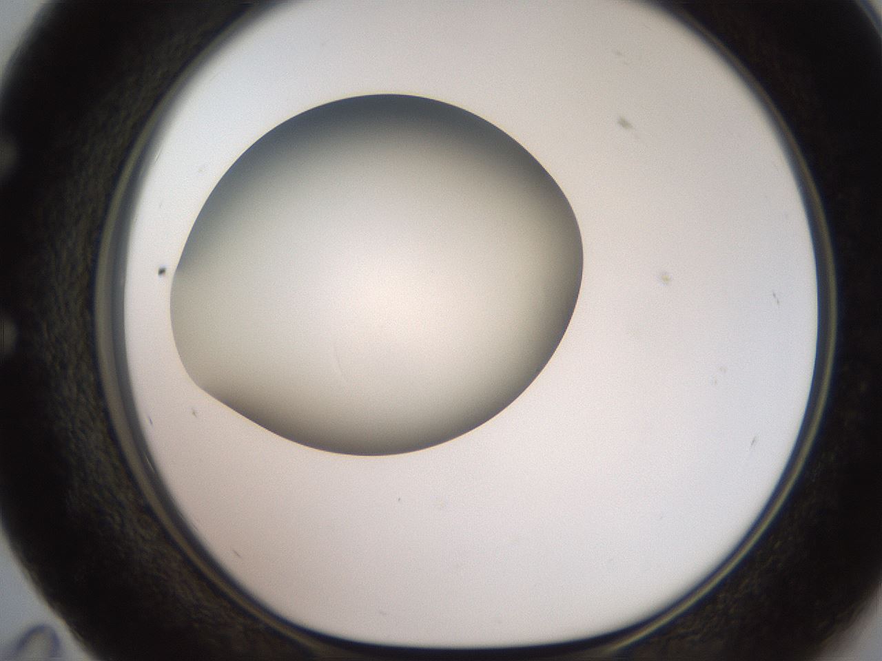 folderID248_plateID2248_batchID10283_wellNum59_profileID1_d1_r155951_ef.jpg