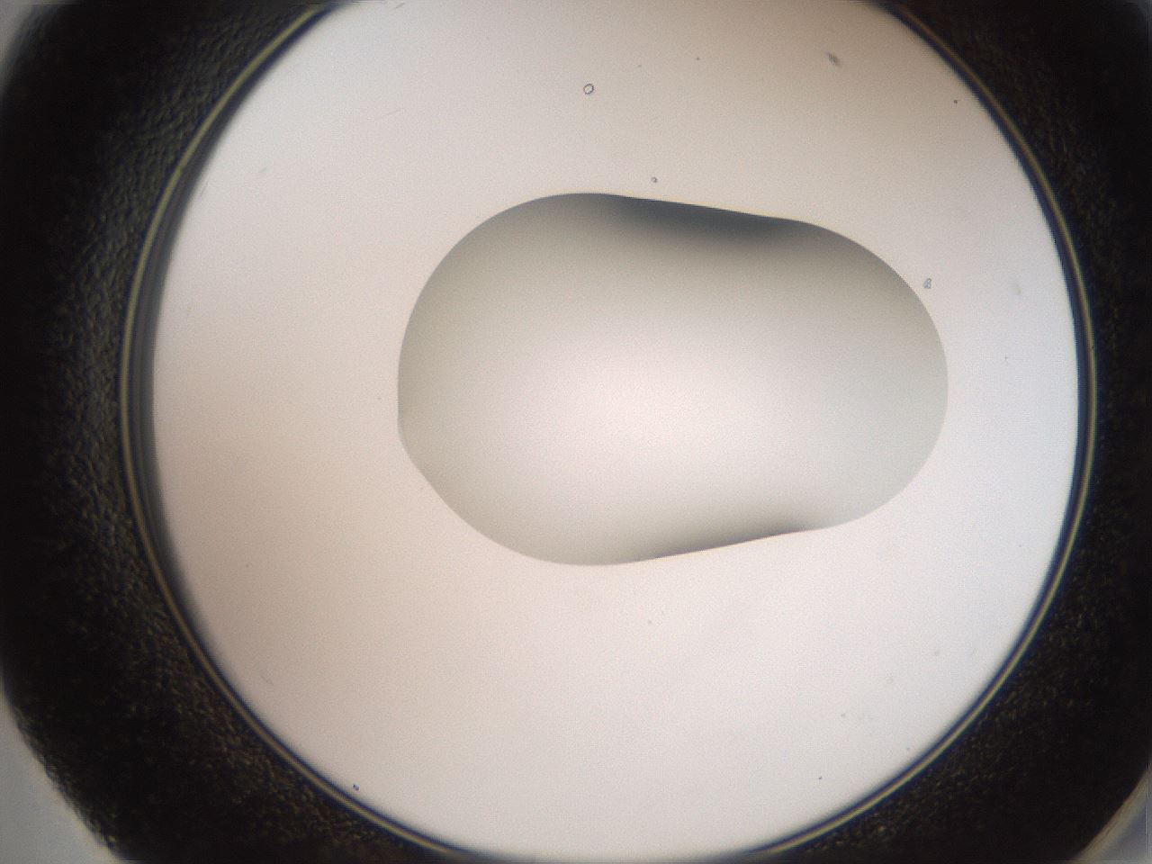 folderID248_plateID2248_batchID10283_wellNum59_profileID1_d2_r155952_ef.jpg