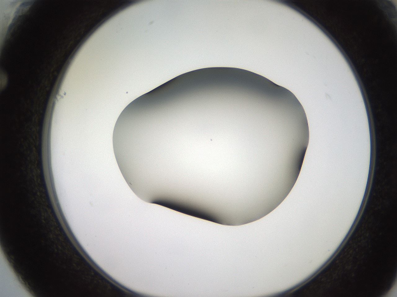 folderID248_plateID2248_batchID10283_wellNum61_profileID1_d1_r155955_ef.jpg