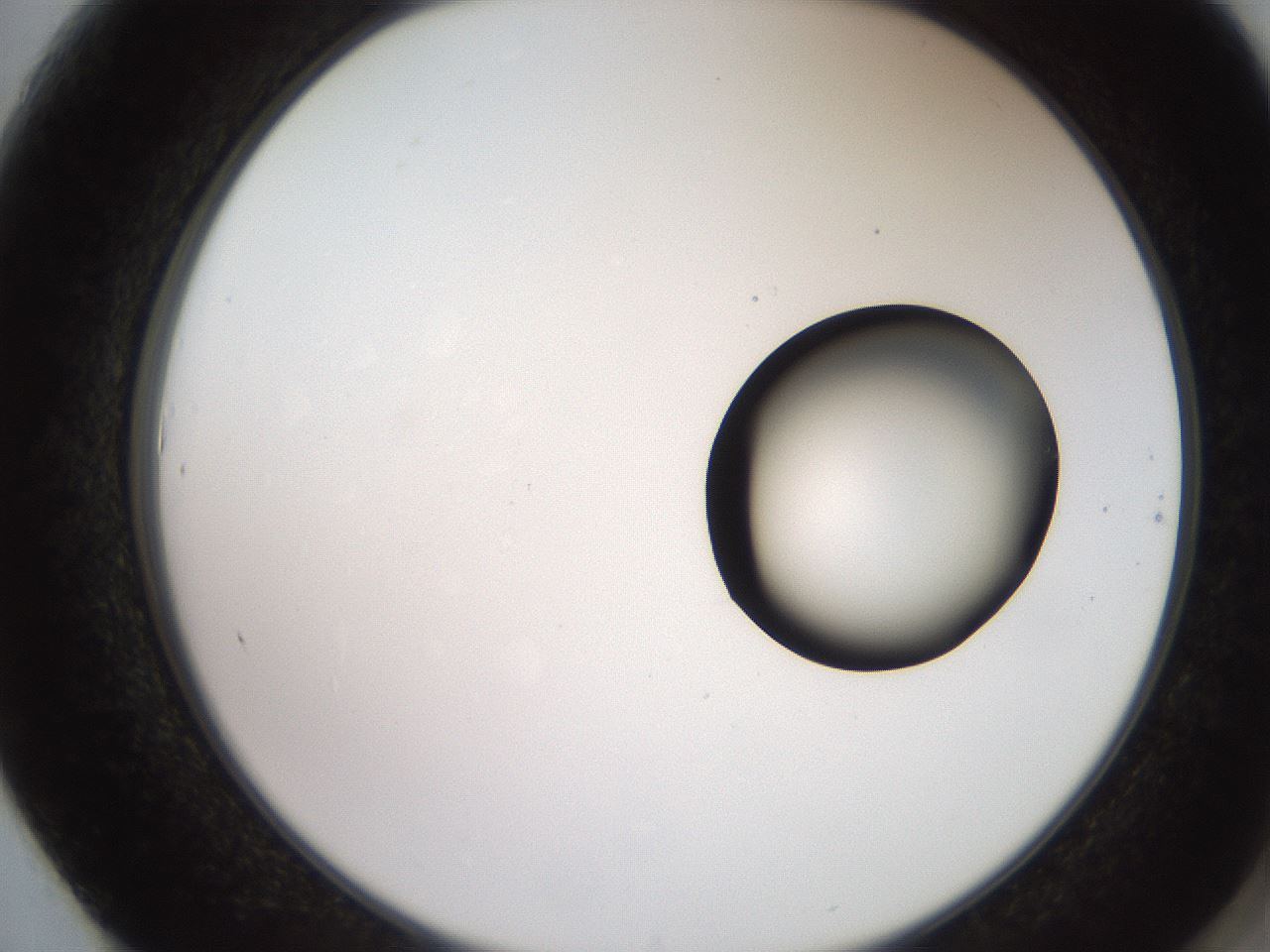 folderID248_plateID2248_batchID10283_wellNum61_profileID1_d2_r155956_ef.jpg