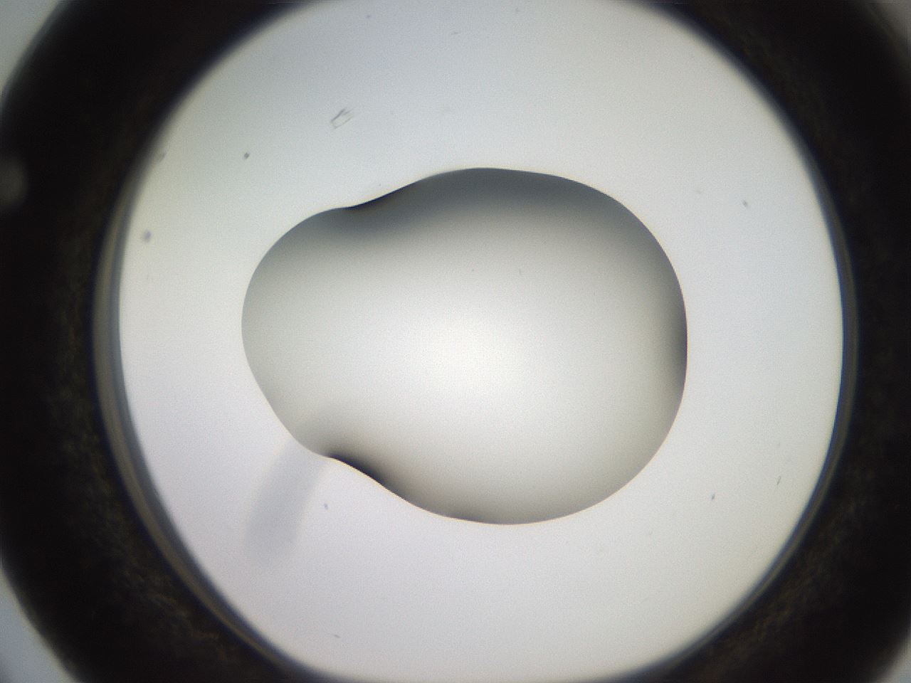 folderID248_plateID2248_batchID10283_wellNum63_profileID1_d1_r155959_ef.jpg