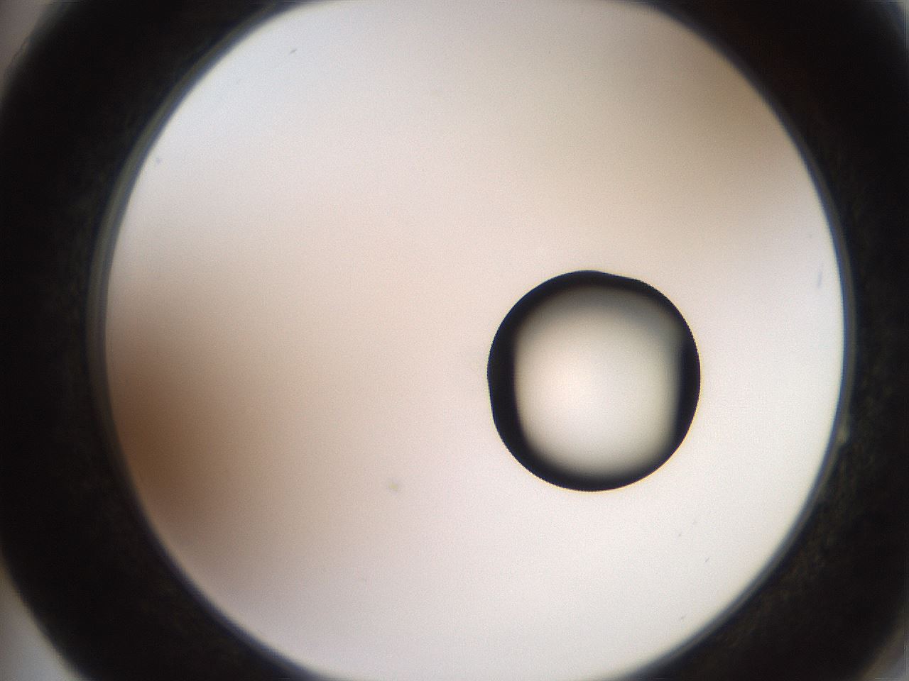 folderID248_plateID2248_batchID10283_wellNum64_profileID1_d2_r155962_ef.jpg