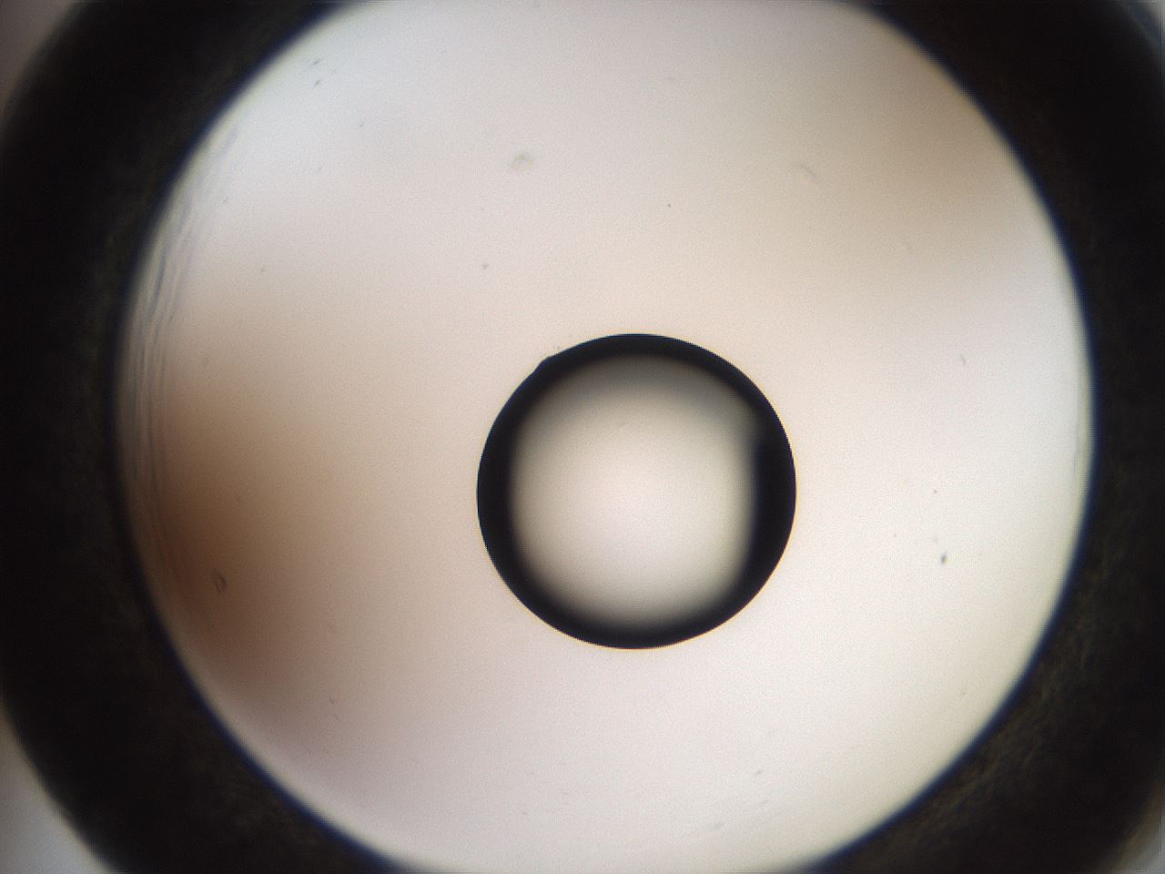 folderID248_plateID2248_batchID10283_wellNum65_profileID1_d2_r155964_ef.jpg