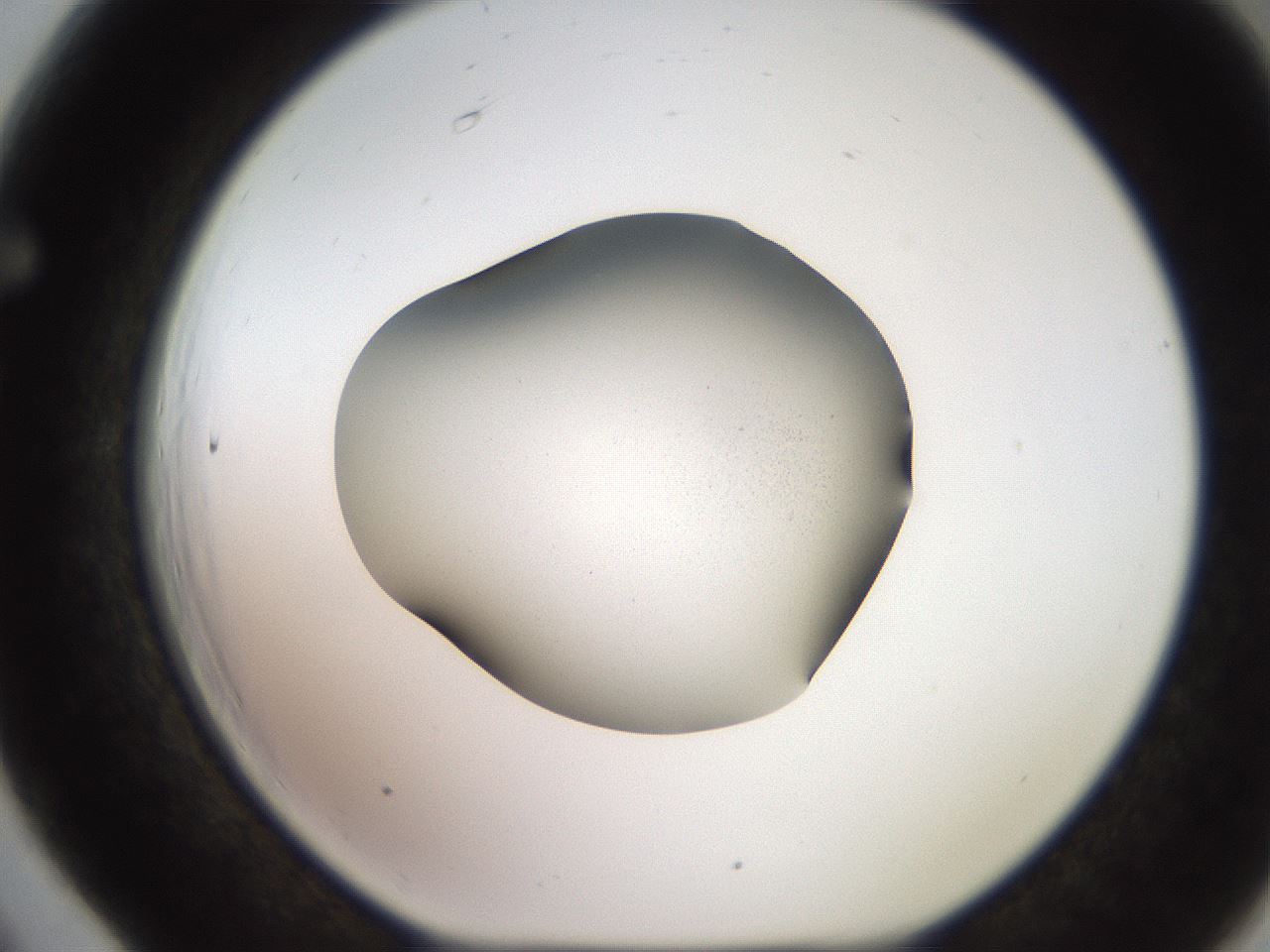 folderID248_plateID2248_batchID10283_wellNum66_profileID1_d1_r155965_ef.jpg