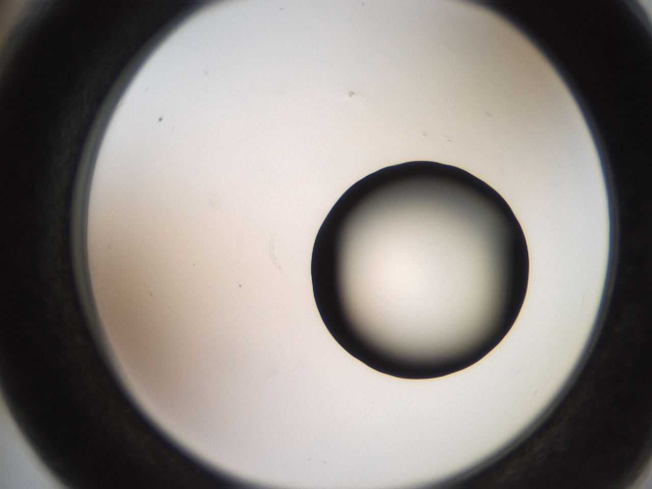 folderID248_plateID2248_batchID10283_wellNum66_profileID1_d2_r155966_ef.jpg