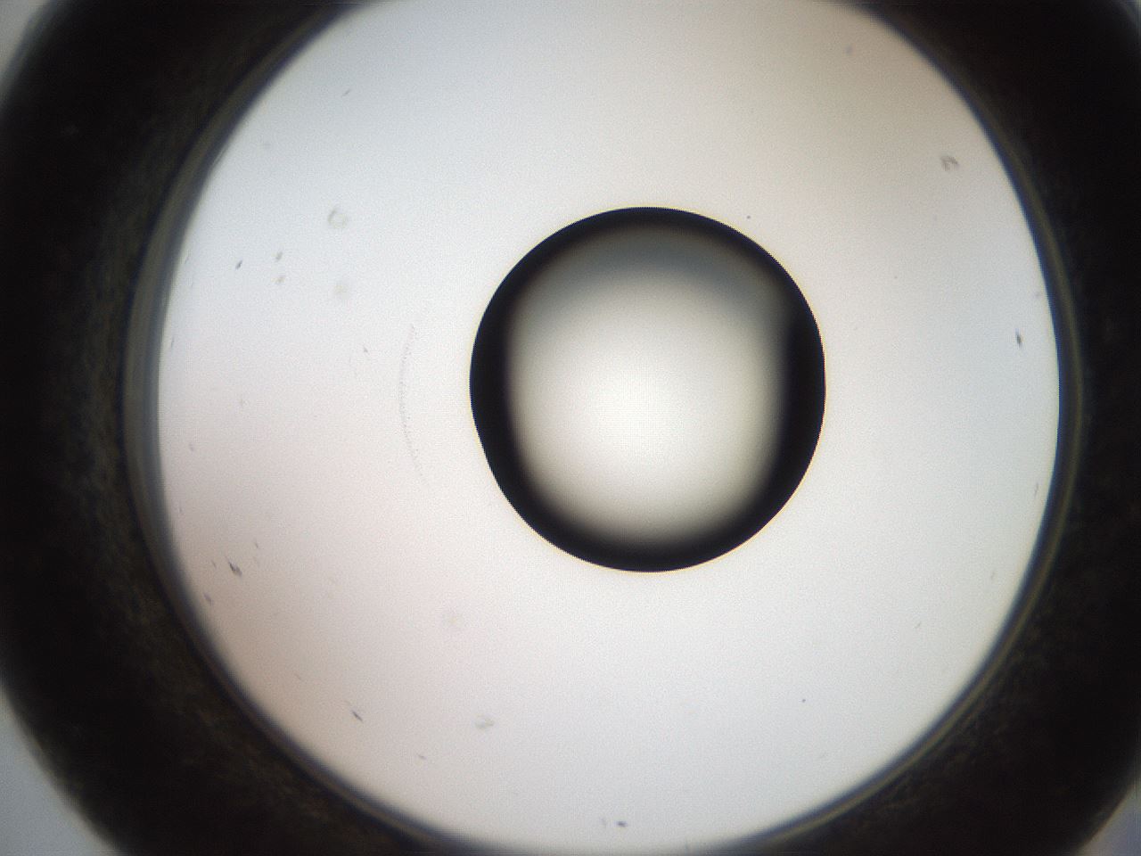 folderID248_plateID2248_batchID10283_wellNum68_profileID1_d2_r155970_ef.jpg