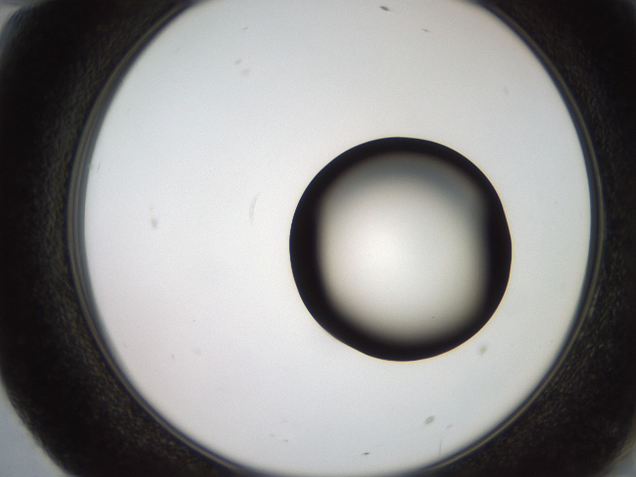 folderID248_plateID2248_batchID10283_wellNum70_profileID1_d2_r155974_ef.jpg