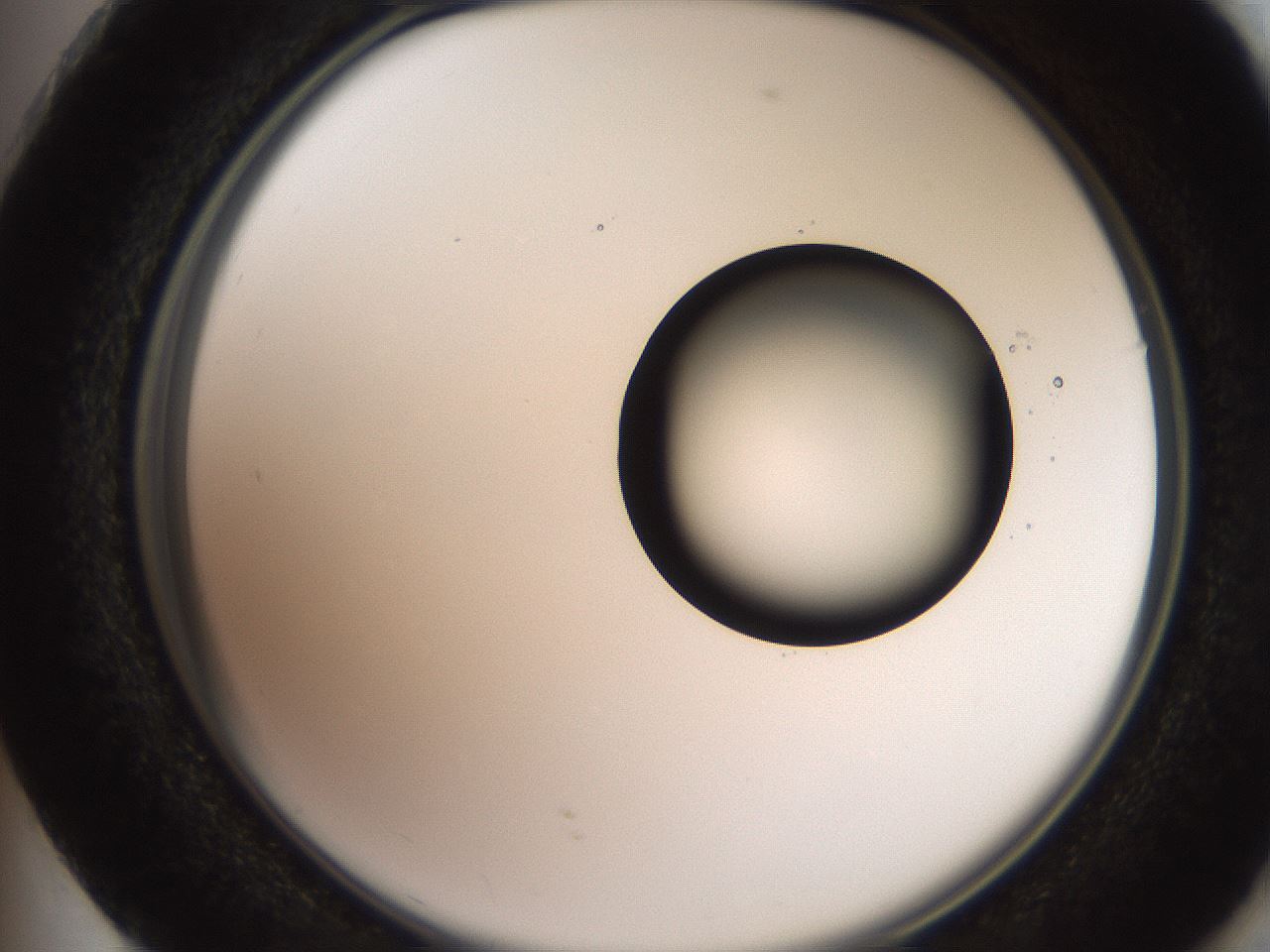 folderID248_plateID2248_batchID10283_wellNum73_profileID1_d2_r155980_ef.jpg