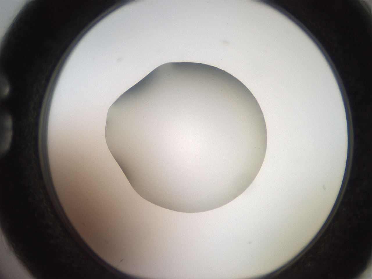 folderID248_plateID2248_batchID10283_wellNum74_profileID1_d1_r155981_ef.jpg