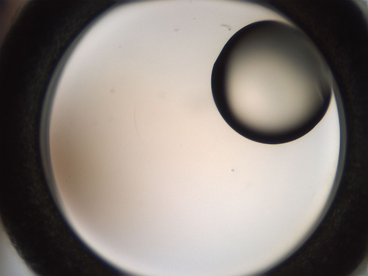 folderID248_plateID2248_batchID10283_wellNum74_profileID1_d2_r155982_ef.jpg