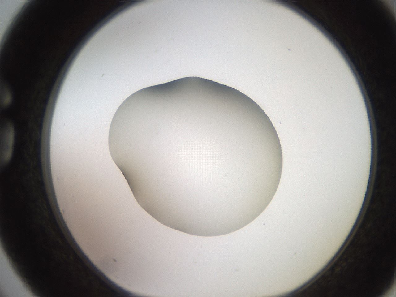 folderID248_plateID2248_batchID10283_wellNum75_profileID1_d1_r155983_ef.jpg