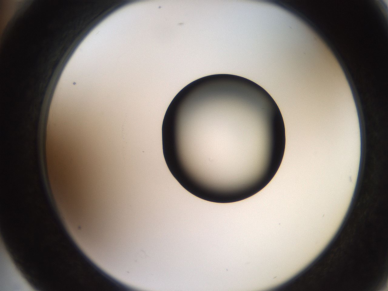 folderID248_plateID2248_batchID10283_wellNum76_profileID1_d2_r155986_ef.jpg
