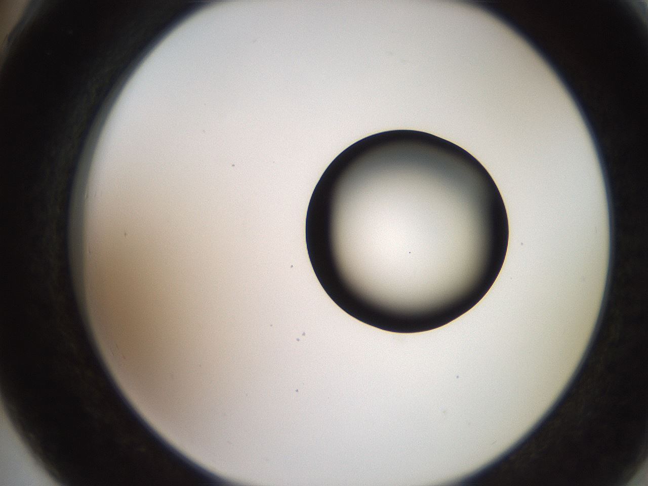 folderID248_plateID2248_batchID10283_wellNum78_profileID1_d2_r155990_ef.jpg