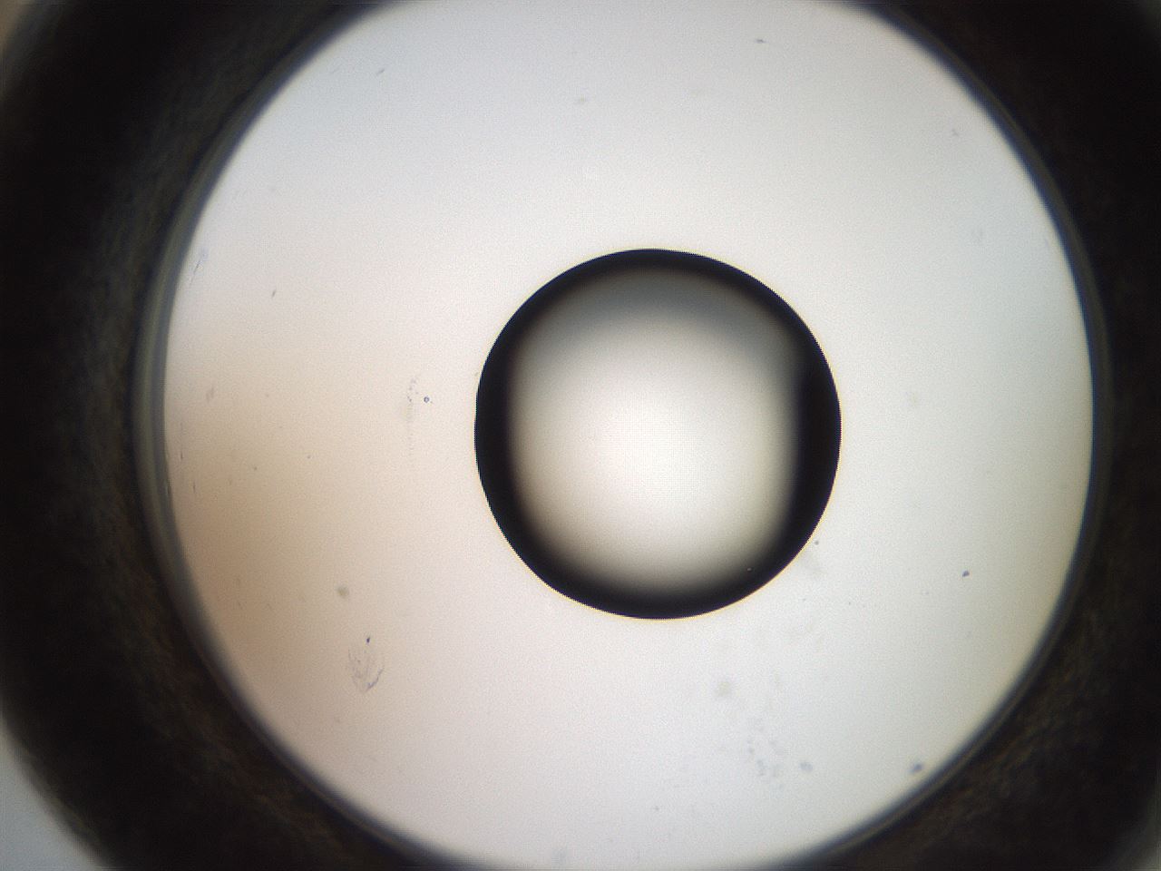 folderID248_plateID2248_batchID10283_wellNum79_profileID1_d2_r155992_ef.jpg