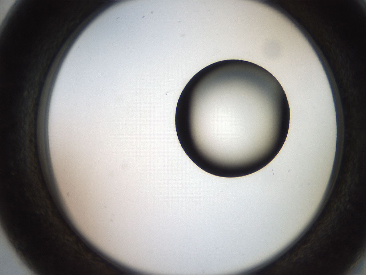 folderID248_plateID2248_batchID10283_wellNum80_profileID1_d2_r155994_ef.jpg
