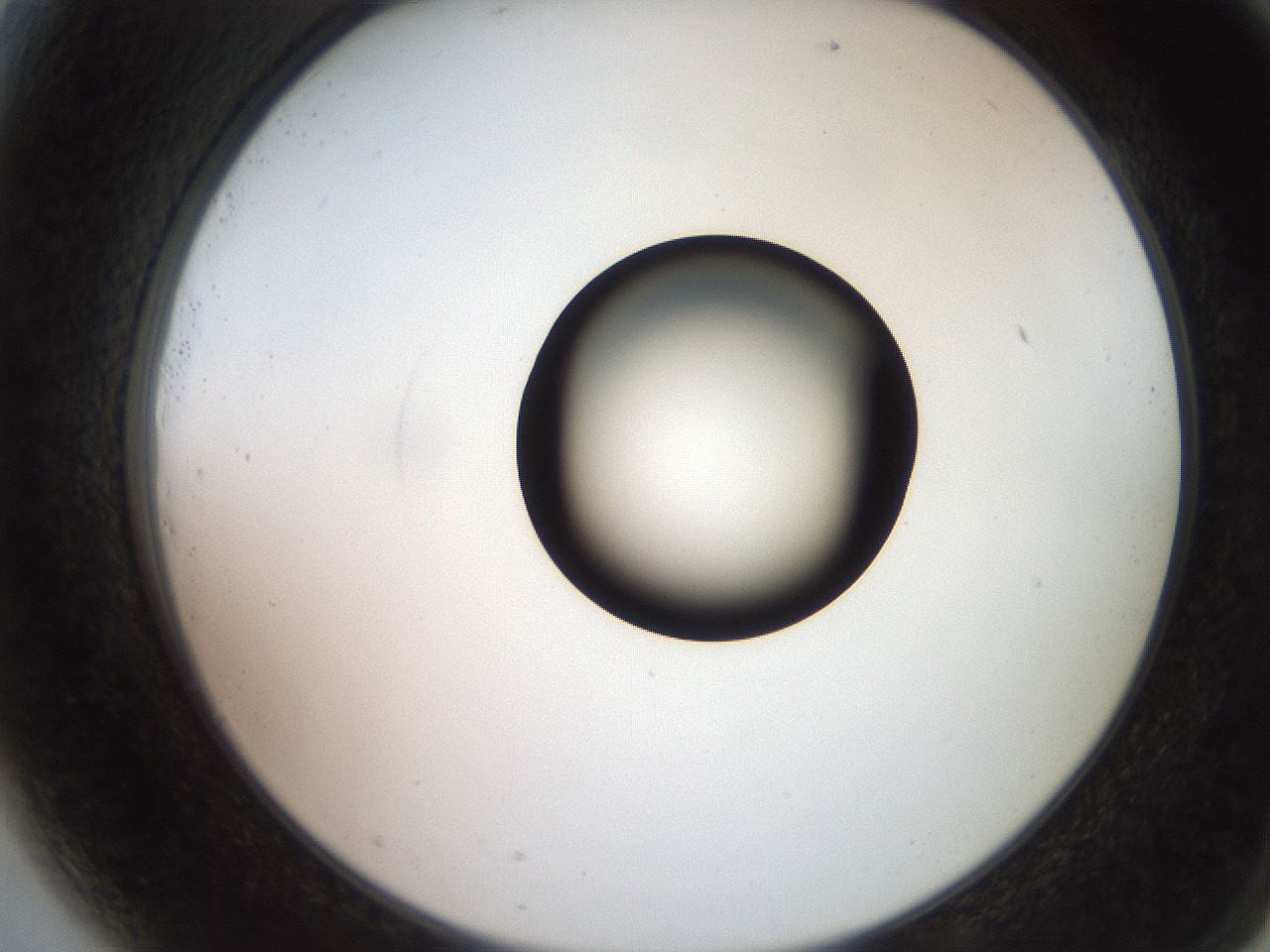 folderID248_plateID2248_batchID10283_wellNum81_profileID1_d2_r155996_ef.jpg