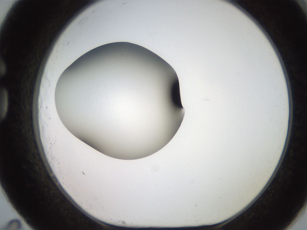 folderID248_plateID2248_batchID10283_wellNum83_profileID1_d1_r155999_ef.jpg