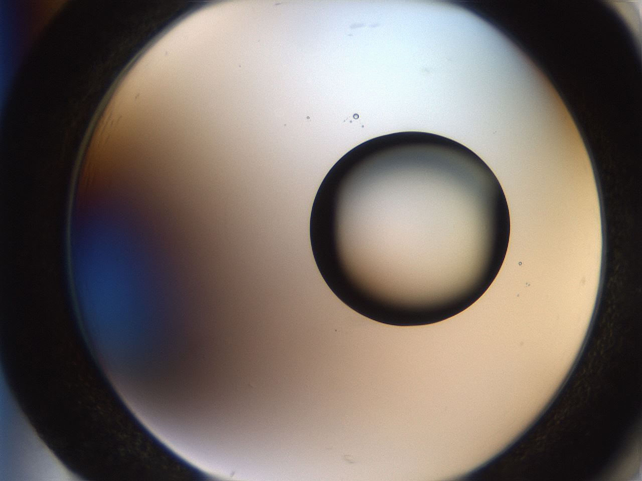 folderID248_plateID2248_batchID10283_wellNum85_profileID1_d2_r156004_ef.jpg