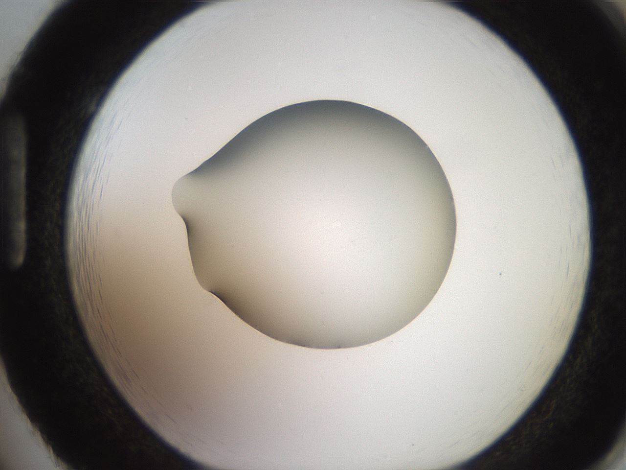 folderID248_plateID2248_batchID10283_wellNum86_profileID1_d1_r156005_ef.jpg