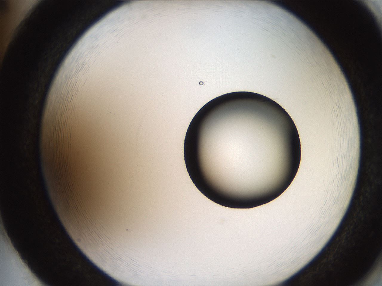 folderID248_plateID2248_batchID10283_wellNum86_profileID1_d2_r156006_ef.jpg