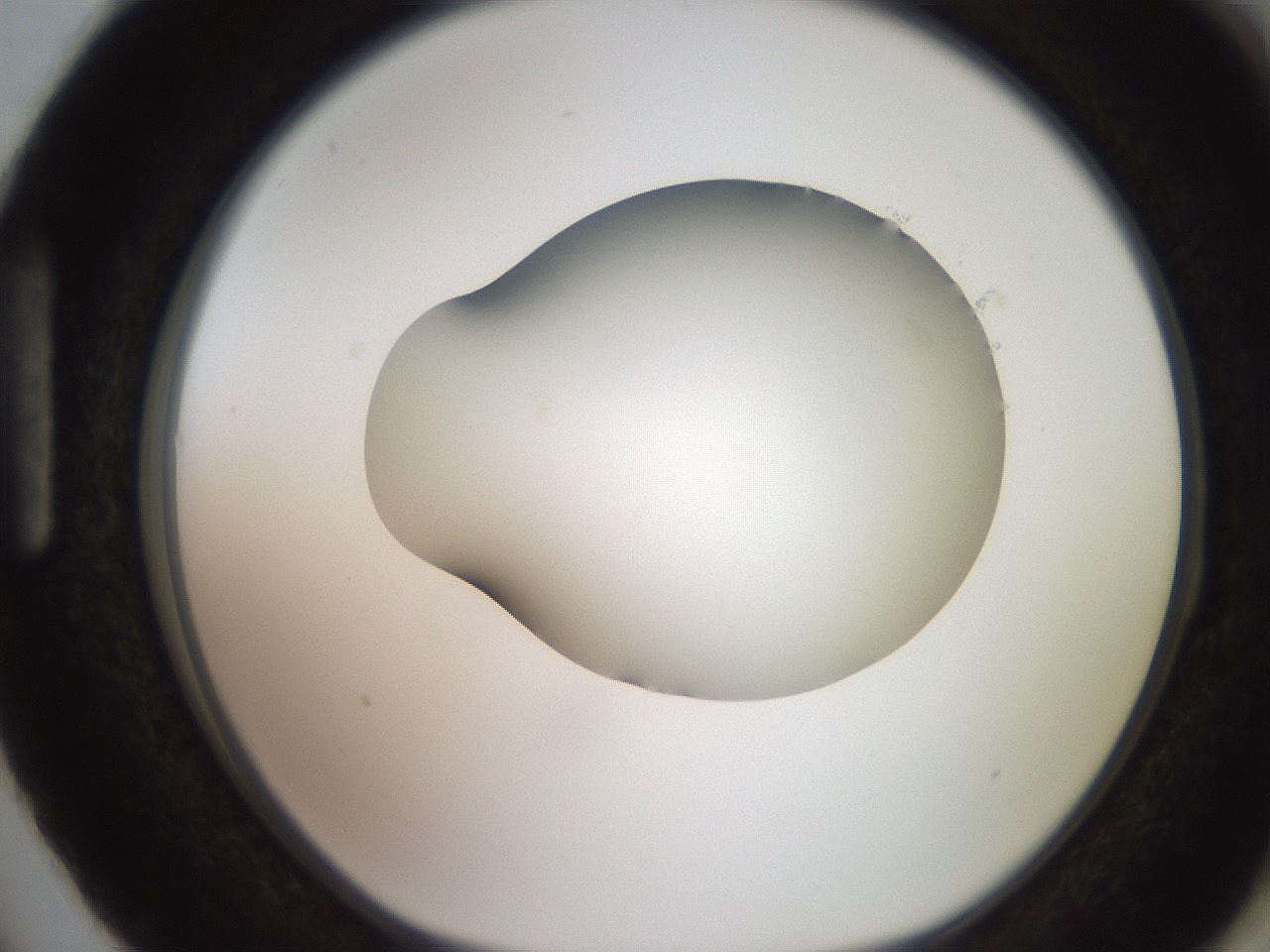 folderID248_plateID2248_batchID10283_wellNum87_profileID1_d1_r156007_ef.jpg