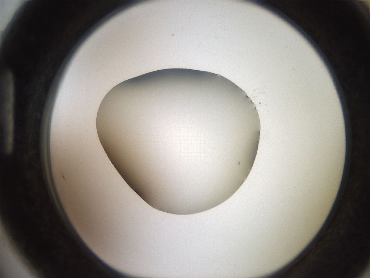 folderID248_plateID2248_batchID10283_wellNum89_profileID1_d1_r156011_ef.jpg