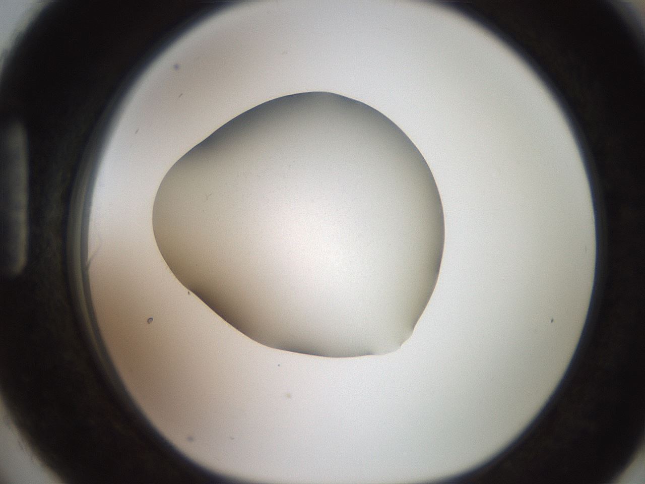 folderID248_plateID2248_batchID10283_wellNum90_profileID1_d1_r156013_ef.jpg