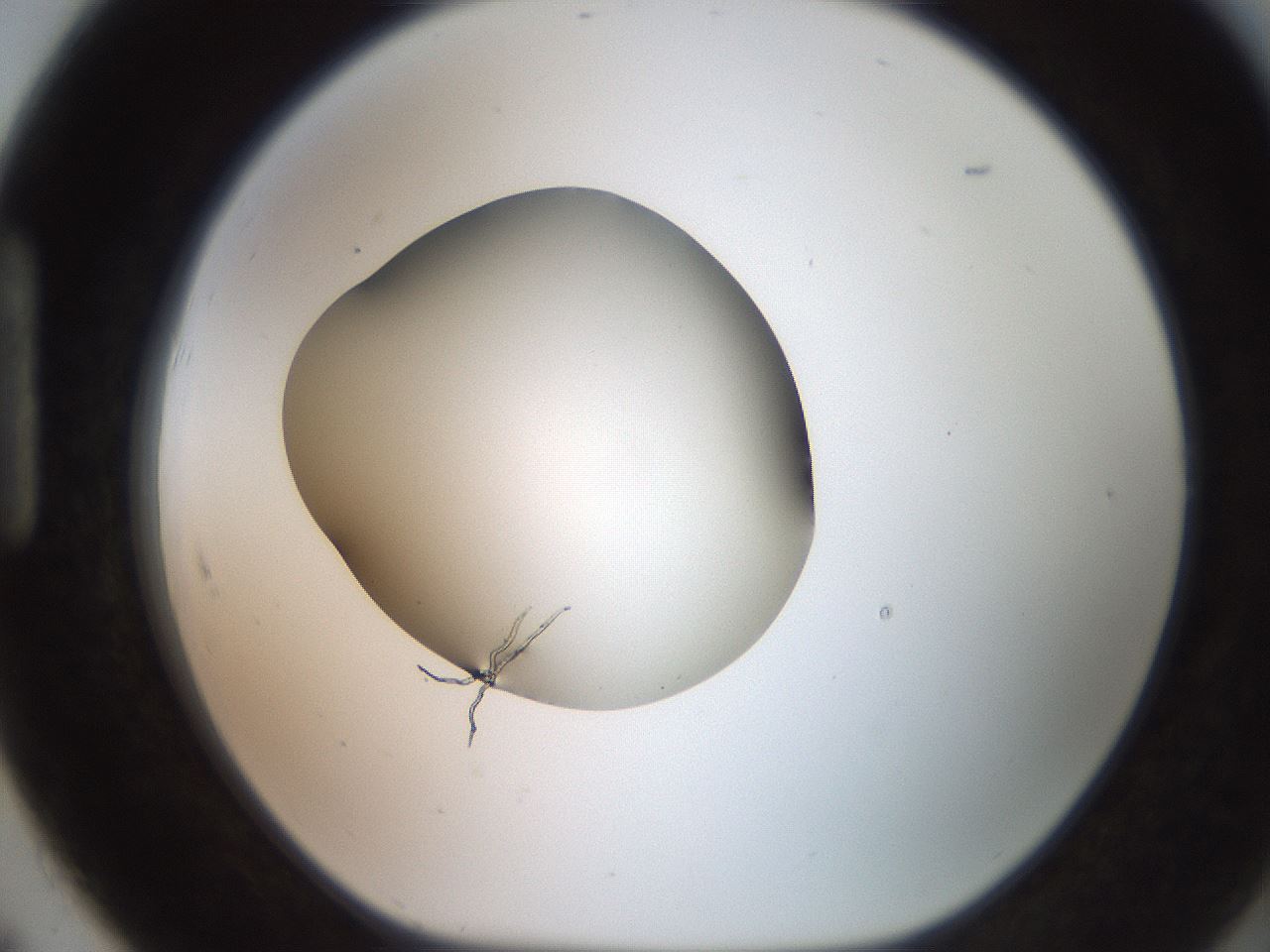 folderID248_plateID2248_batchID10283_wellNum91_profileID1_d1_r156015_ef.jpg
